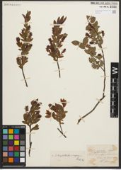 Foto von Salix myrtilloides L. x Salix repens L.